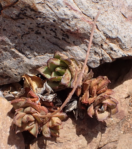 Astroloba bullulata