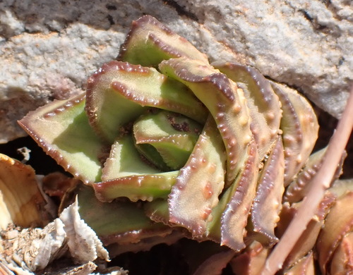 Astroloba bullulata