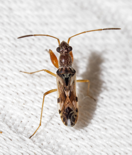 Neopamera bilobata (Say, 1831)