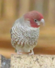 Amadina erythrocephala