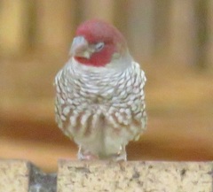 Amadina erythrocephala