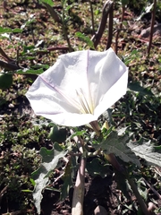 Datura ceratocaula