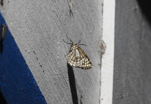 Fulgurodes aculearia