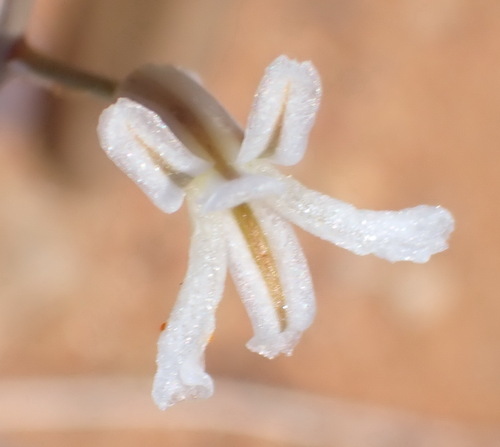 Haworthiopsis viscosa