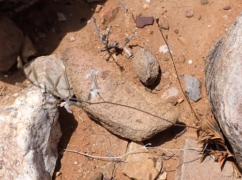 Haworthiopsis viscosa