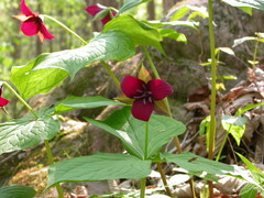 Trillium sulcatum