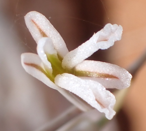 Haworthiopsis viscosa