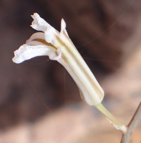 Haworthiopsis viscosa