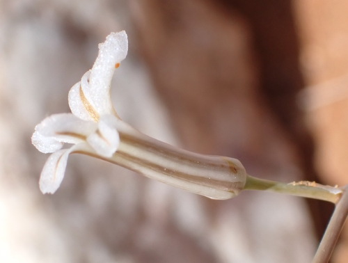 Haworthiopsis viscosa