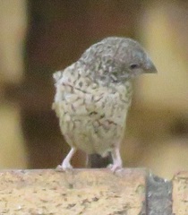 Amadina erythrocephala