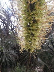 Agave stricta