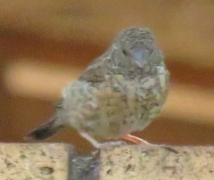 Amadina erythrocephala