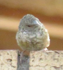 Amadina erythrocephala