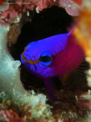 Fairy Basslet photo 3