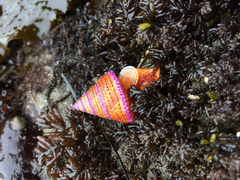 Calliostoma annulatum