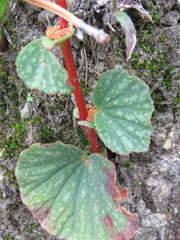 Begonia tapatia