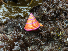 Calliostoma annulatum