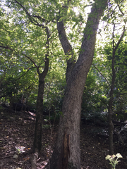 Quercus sinuata breviloba