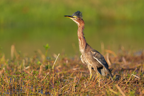 Green Heron photographed in North Carolina