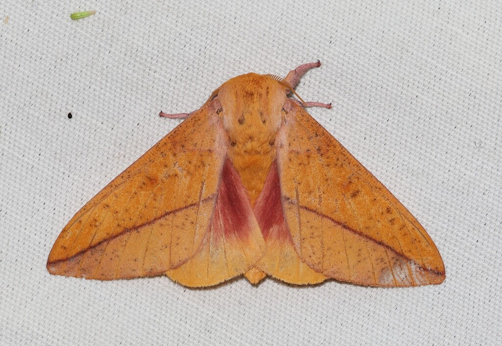 Locust Moth Bisected Honey Locust Moth from Mary Gray Bird Sanctuary, IN, USA on ...