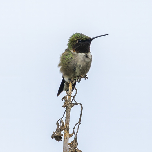 Ruby-throated Hummingbird photographed in North Dakota