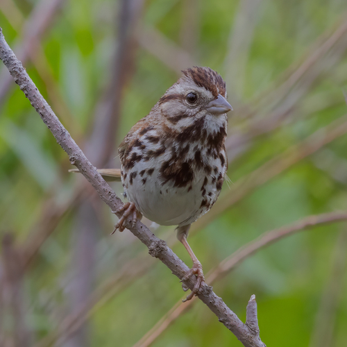 Song Sparrow photographed in North Dakota