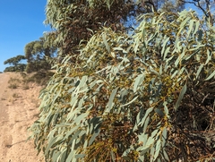 Eucalyptus yalatensis, photograph (c) Caleb Catto, some rights reserved (CC BY)