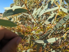 Eucalyptus yalatensis, photograph (c) Caleb Catto, some rights reserved (CC BY)