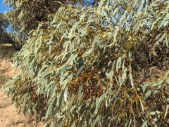 Eucalyptus yalatensis, photograph (c) Caleb Catto, some rights reserved (CC BY)