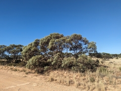Eucalyptus yalatensis, photograph (c) Caleb Catto, some rights reserved (CC BY)