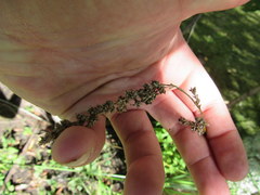 Carex decomposita
