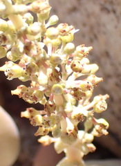 Crassula hemisphaerica