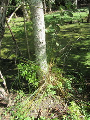 Carex decomposita