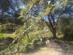 Ipomoea cardiophylla