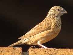 Cut-Throat Finch photo 4