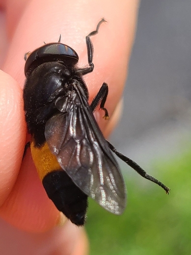 Hybomitra cincta photo 5