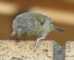 Amadina erythrocephala