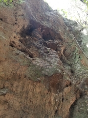 Steatornis caripensis