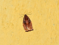 Homona
