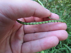 Paspalum pubiflorum