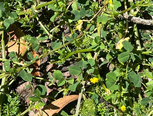 Medicago polymorpha, 2025-03-12