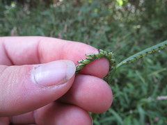 Paspalum pubiflorum