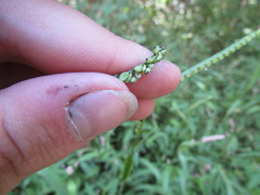 Paspalum pubiflorum