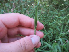 Paspalum pubiflorum