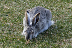Lepus townsendii