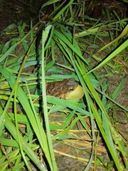 Rhinella humboldti