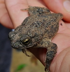 Rhinella humboldti