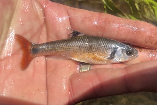 Bandfin shiner (Luxilus zonistius) — Cyprinidae — 3