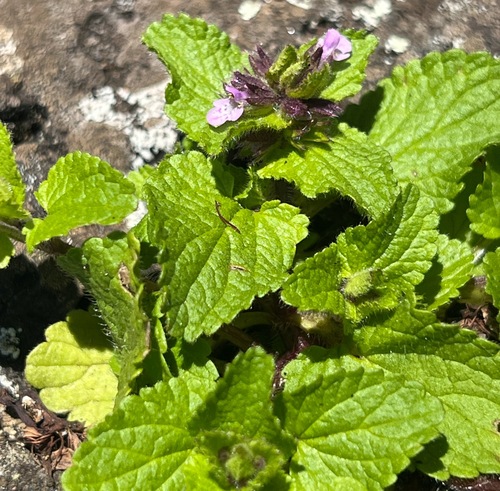 Stachys arvensis observed 2025-03-12