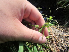 Cyperus hortensis
